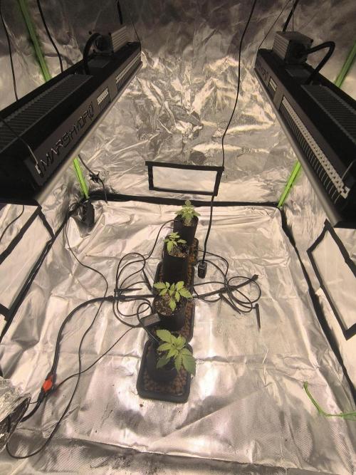 First GrowDiarie But not the First Grow. Week 2