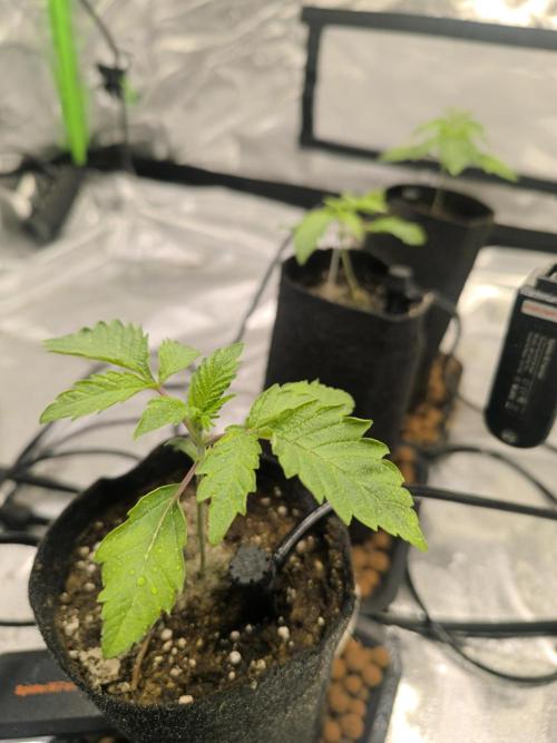 First GrowDiarie But not the First Grow. Week 2