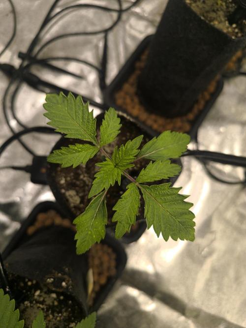 First GrowDiarie But not the First Grow. Week 2