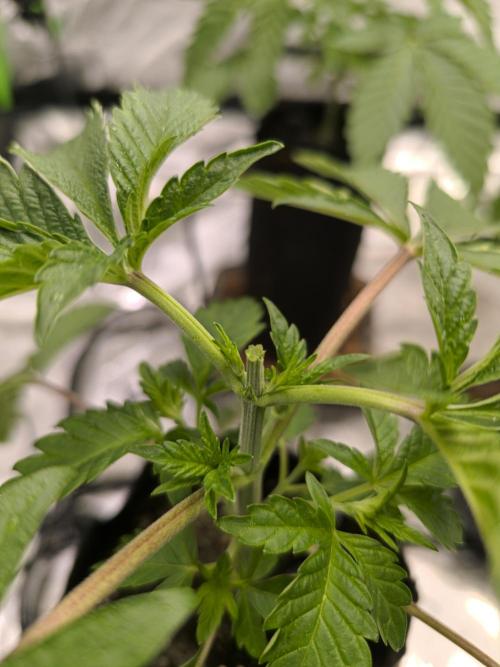 First GrowDiarie But not the First Grow. Week 3