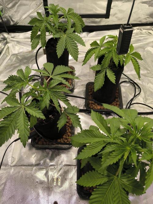 First GrowDiarie But not the First Grow. Week 3