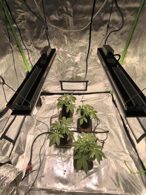 First GrowDiarie But not the First Grow. Week 3