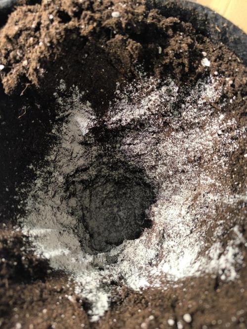 First GrowDiarie But not the First Grow. Week 4 - trichoderma