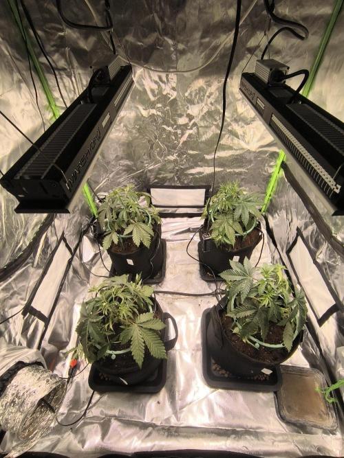 First GrowDiarie But not the First Grow. Week 4