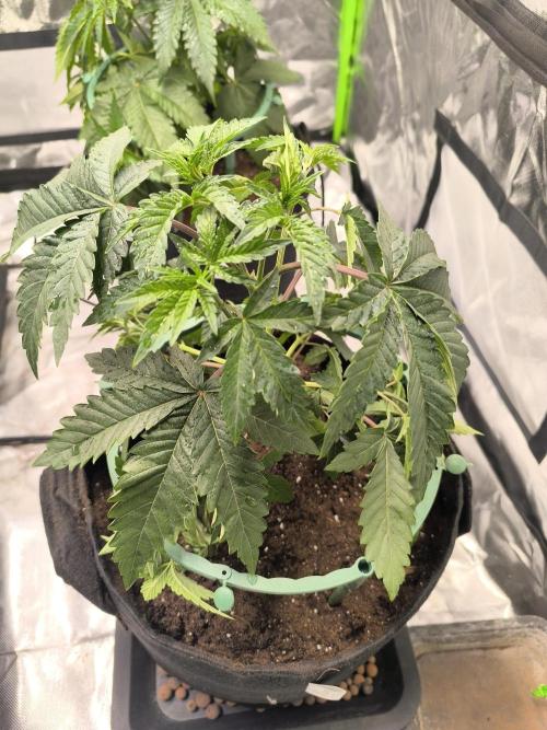 First GrowDiarie But not the First Grow. Week 4