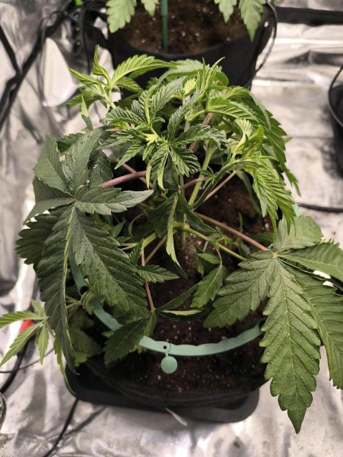 First GrowDiarie But not the First Grow. Week 4