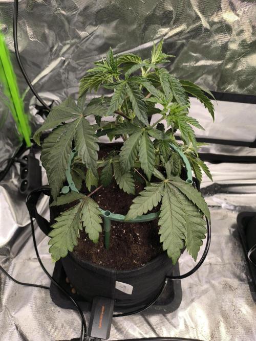 First GrowDiarie But not the First Grow. Week 4