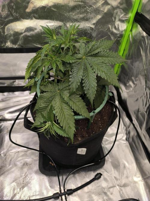 First GrowDiarie But not the First Grow. Week 4