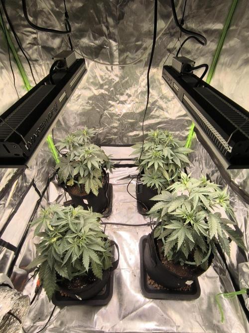 First GrowDiarie But not the First Grow. Week 5