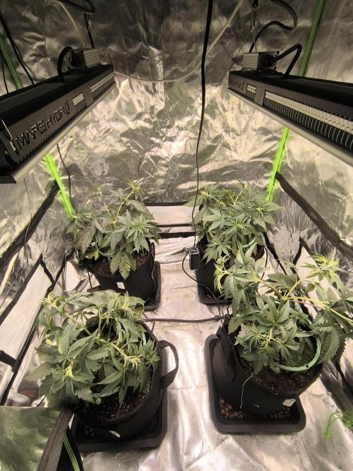 First GrowDiarie But not the First Grow. Week 5
