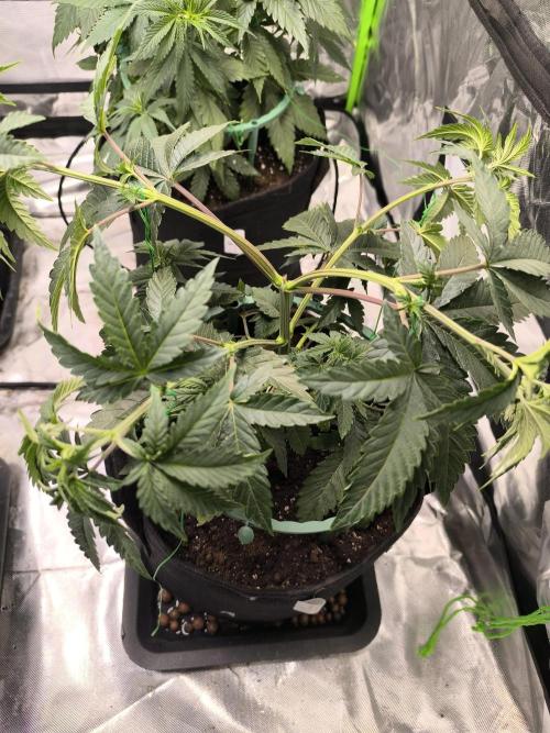 First GrowDiarie But not the First Grow. Week 5