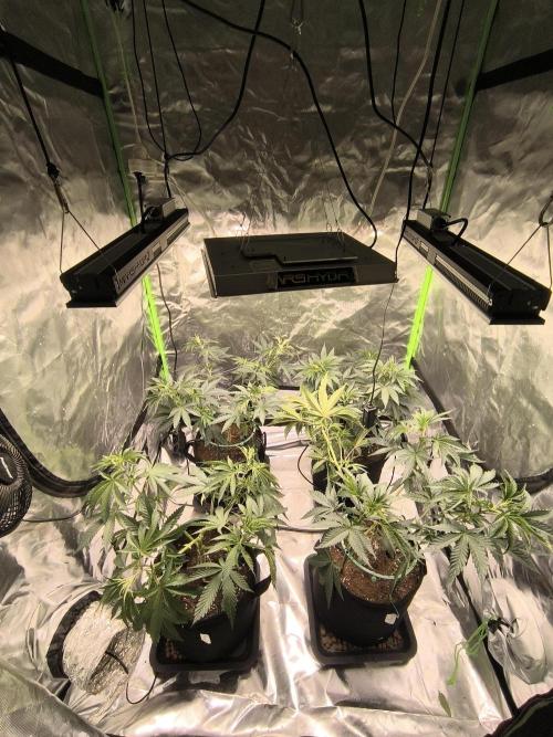 First GrowDiarie But not the First Grow. Week 6