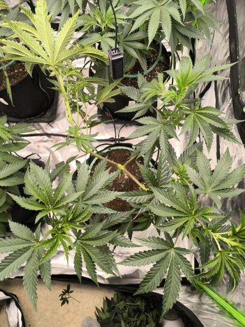 First GrowDiarie But not the First Grow. Week 6