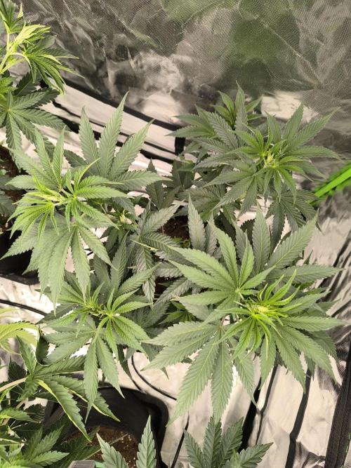 First GrowDiarie But not the First Grow. Week 6