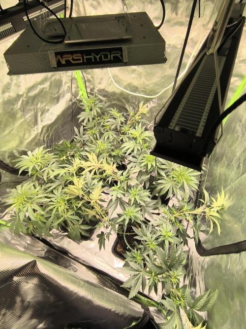 First GrowDiarie But not the First Grow. Week 7