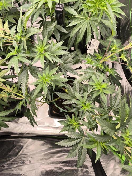 First GrowDiarie But not the First Grow. Week 7