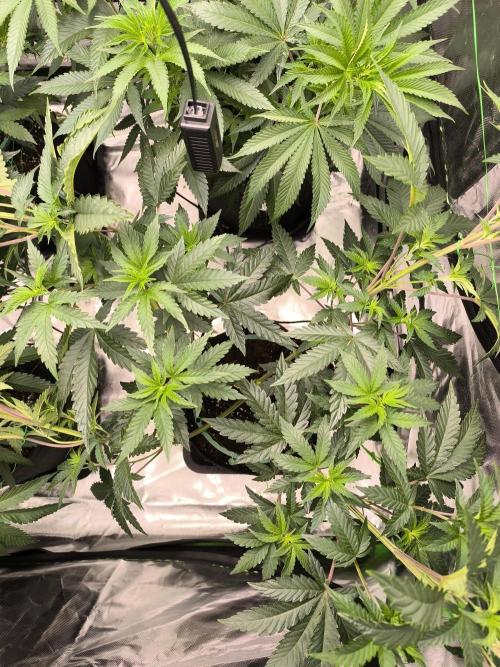 First GrowDiarie But not the First Grow. Week 7