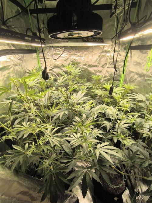 First GrowDiarie But not the First Grow. Week 8