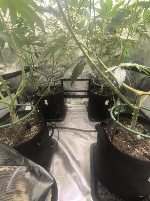 First GrowDiarie But not the First Grow. Week 8