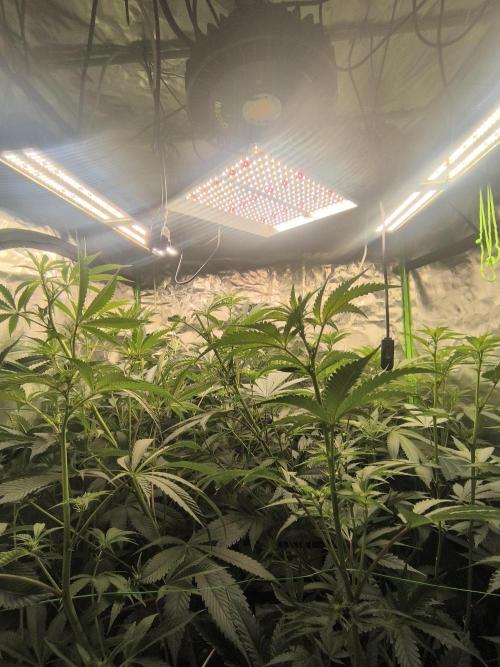 First GrowDiarie But not the First Grow. Week 8