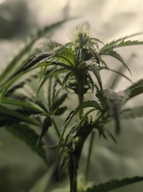 First GrowDiarie But not the First Grow. Week 9