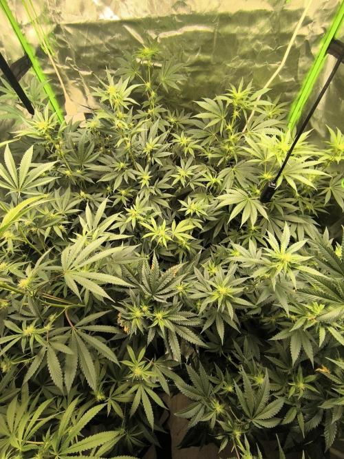 First GrowDiarie But not the First Grow. Week 9