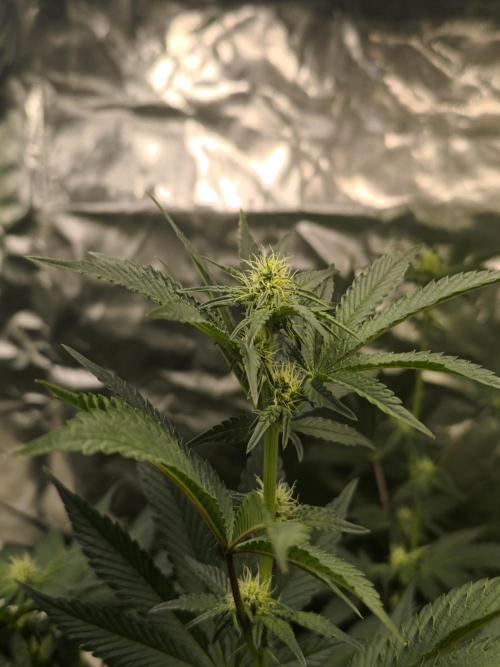 First GrowDiarie But not the First Grow. Week 9