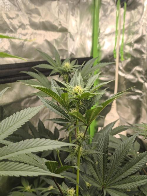 First GrowDiarie But not the First Grow. Week 9