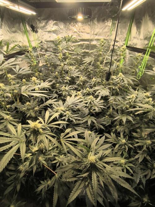 First GrowDiarie But not the First Grow. Week 10