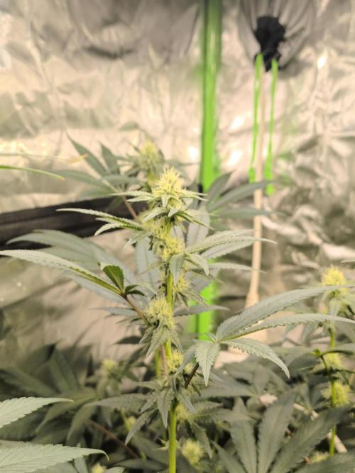 First GrowDiarie But not the First Grow. Week 10