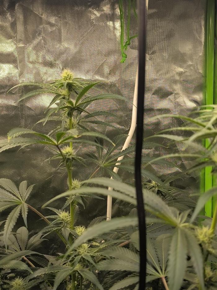First GrowDiarie But not the First Grow. Week 11