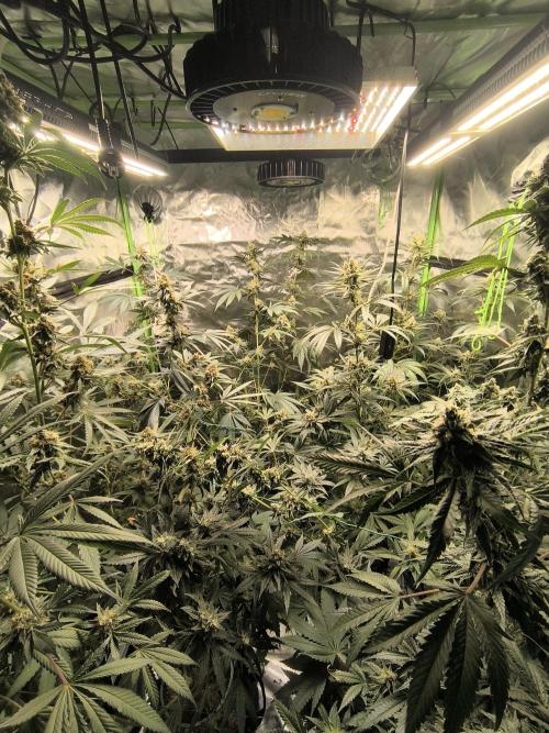 First GrowDiarie But not the First Grow. Week 12