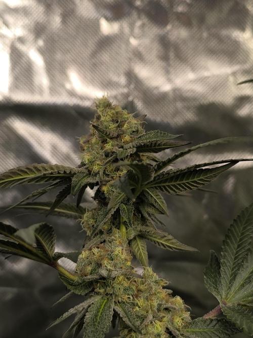 First GrowDiarie But not the First Grow. Week 12