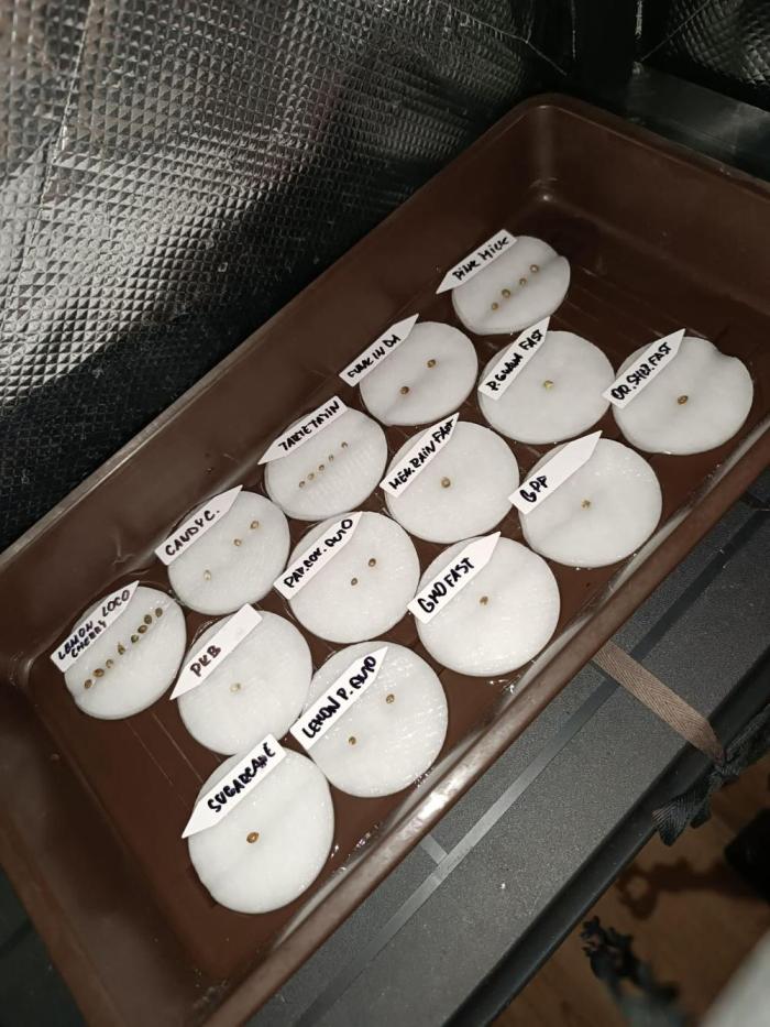 Juicy Flavours Grow #001. Week 0 - +1 sugarcane came from clone.