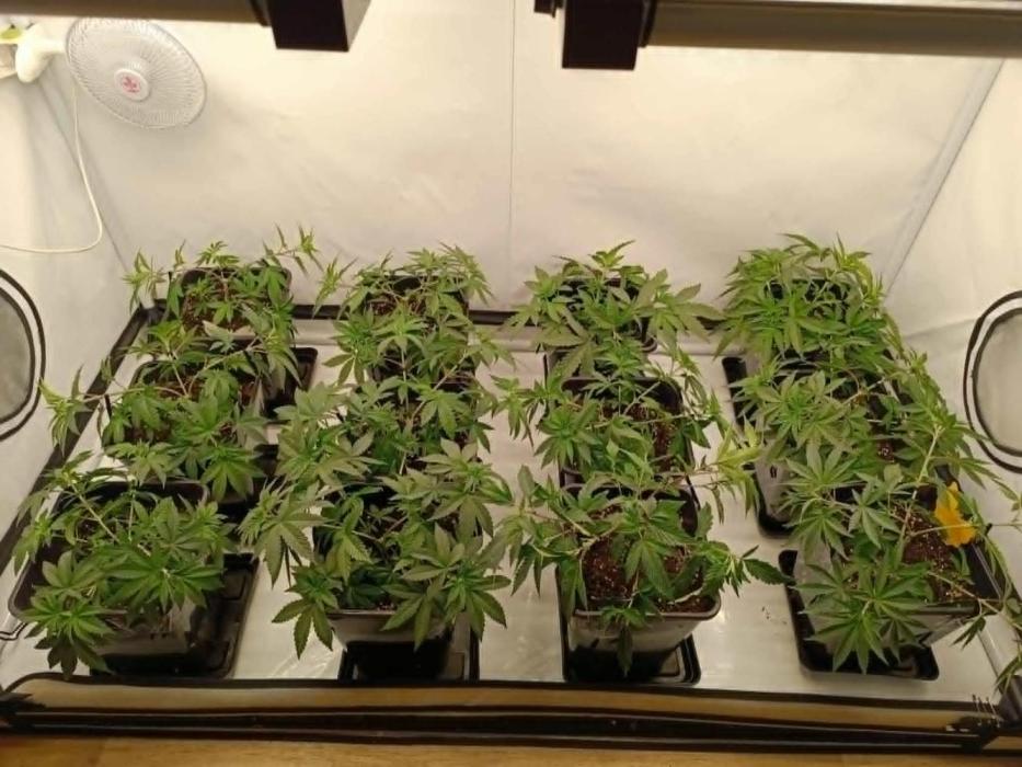 Juicy Flavours Grow #001. Week 5