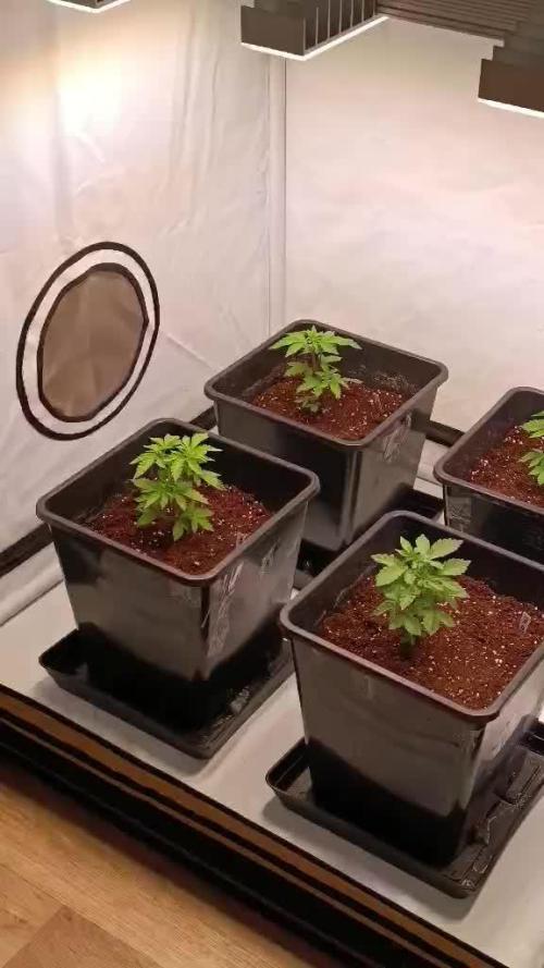 Juicy Flavours Grow #001