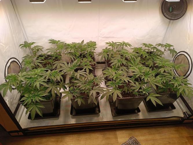 Juicy Flavours Grow #001. Week 6