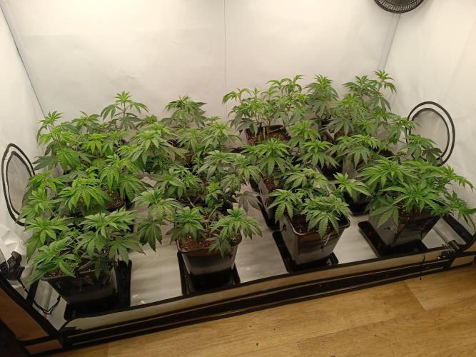 Juicy Flavours Grow #001. Week 6