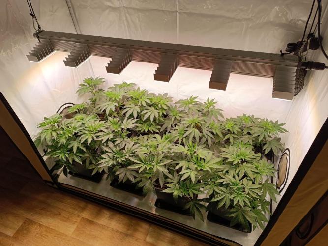 Juicy Flavours Grow #001. Week 7