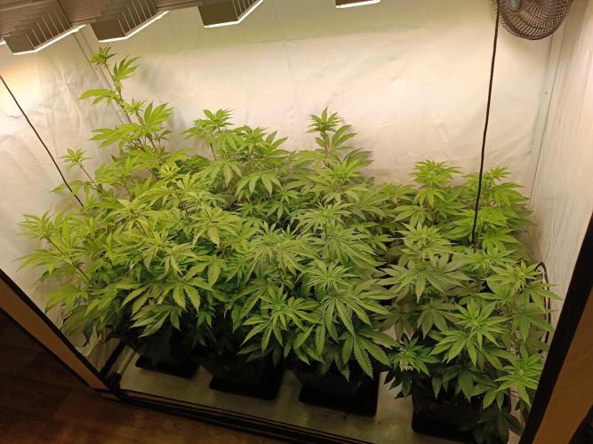 Juicy Flavours Grow #001. Week 8