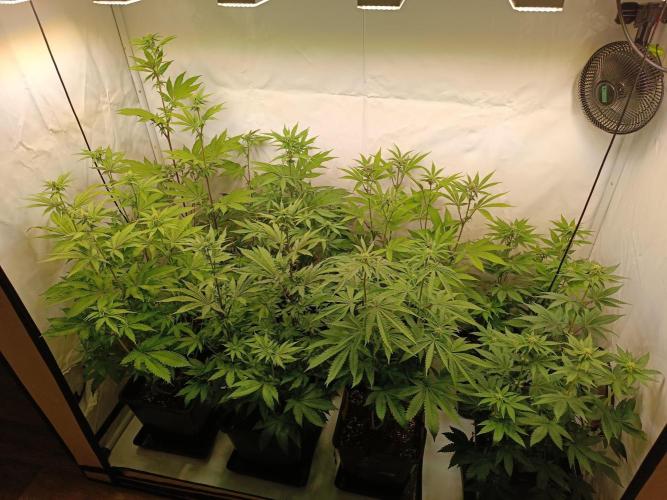 Juicy Flavours Grow #001. Week 9