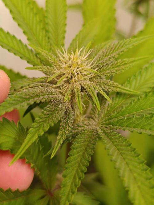 Juicy Flavours Grow #001. Week 9