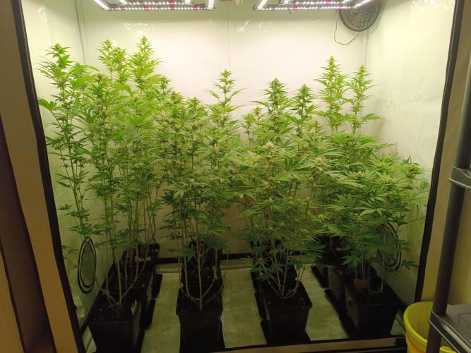 Juicy Flavours Grow #001. Week 10