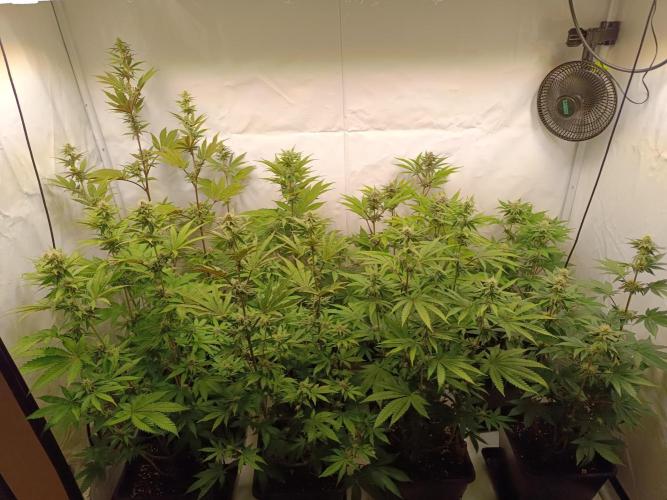 Juicy Flavours Grow #001. Week 10