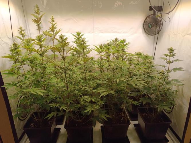 Juicy Flavours Grow #001. Week 10