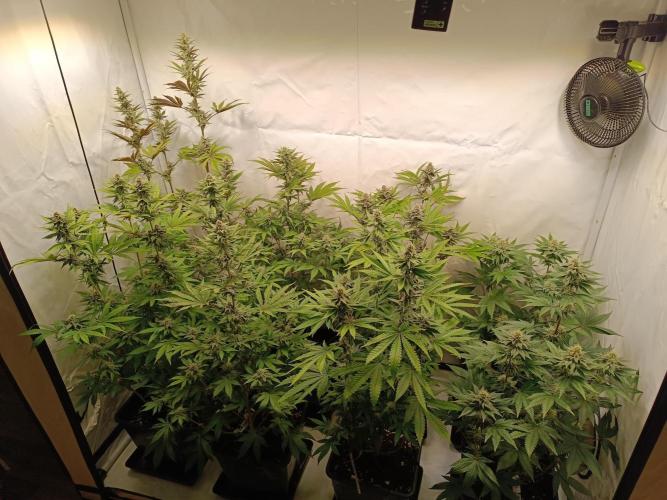 Juicy Flavours Grow #001. Week 11
