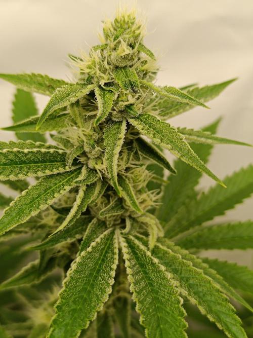 Juicy Flavours Grow #001. Week 11 - Sugarcane 