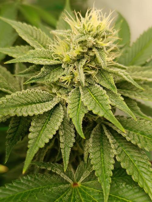 Juicy Flavours Grow #001. Week 11 - Candy Coated 