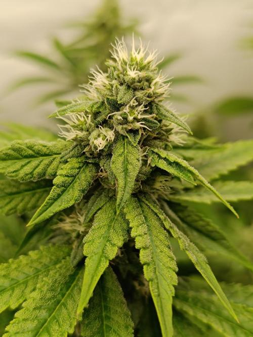 Juicy Flavours Grow #001. Week 11 - GMO Fast 