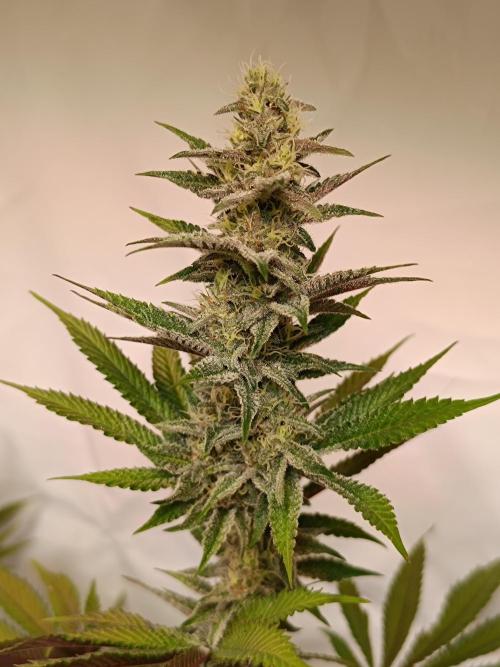 Juicy Flavours Grow #001. Week 11 - Pink Milk 